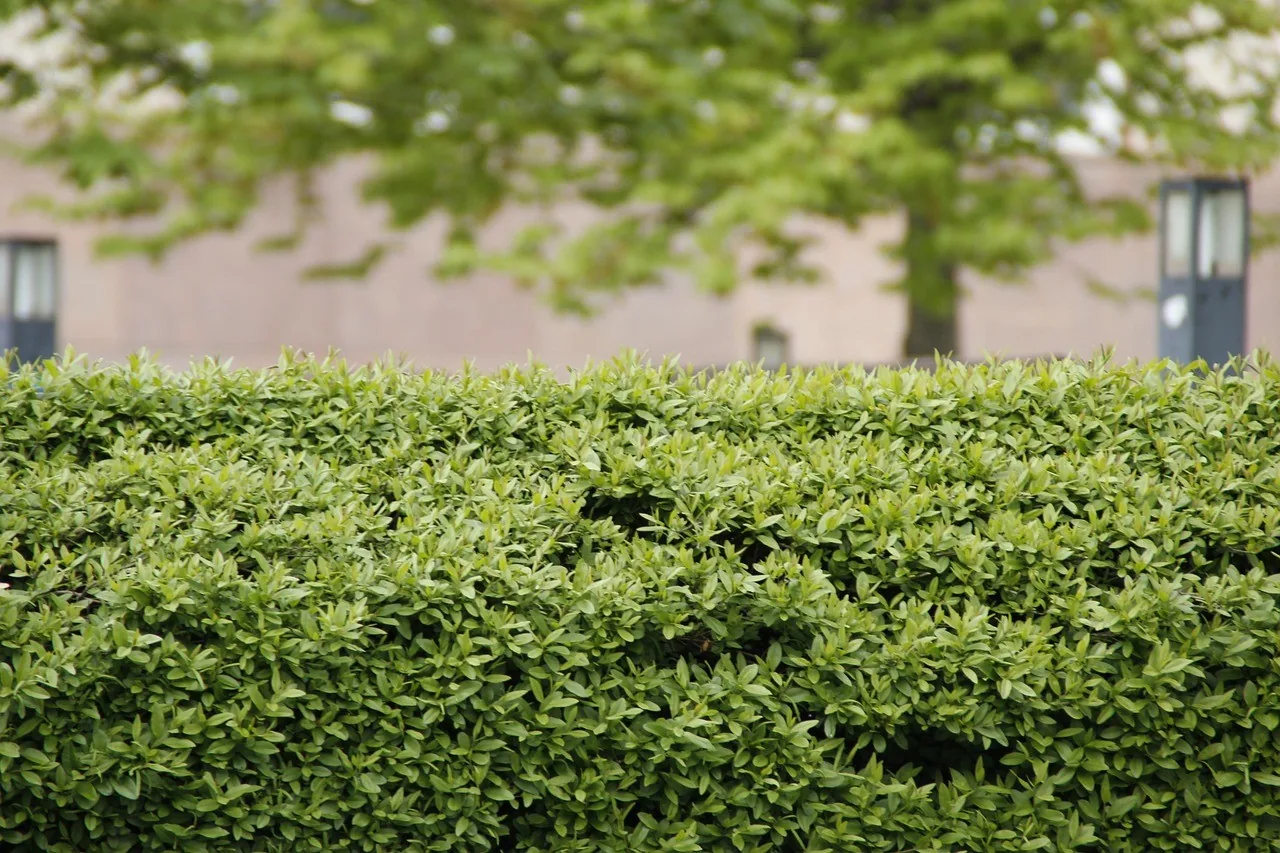 A neatly trimmed green hedge