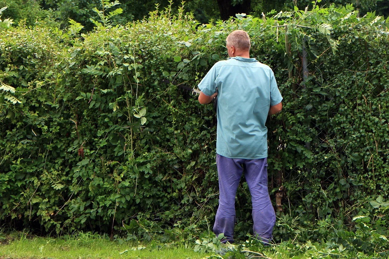 A gardener trimming a tall hedge