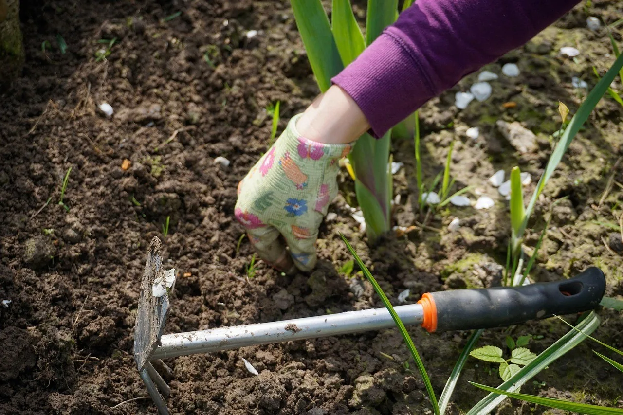 A gloved hand weeding a garden bed with a hoe