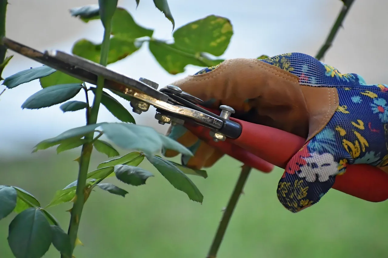 Pruning a plant with secateurs