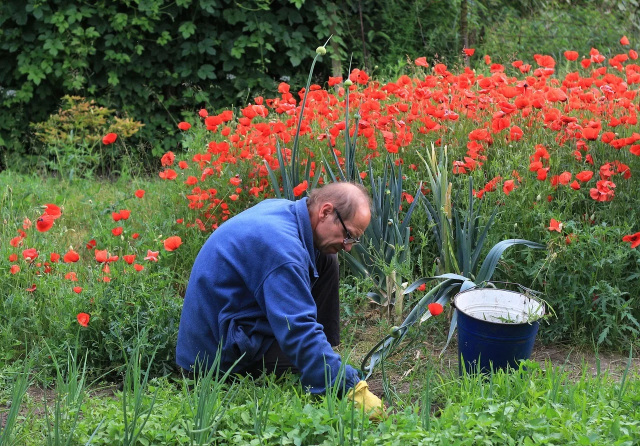 A gardener weeding a flower bed